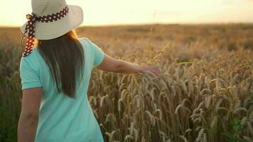 donna nel un' cappello e un' blu vestito passeggiate lungo un' Grano campo e tocchi maturo spighette di Grano con sua mano nel un' tramonto video