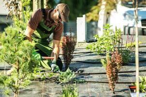 Professional Gardener Installing Garden Irrigation System photo