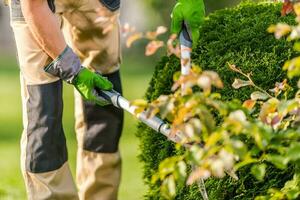 Pruning Thuja in the Garden photo