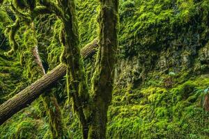 Mossy Oregon Forest photo