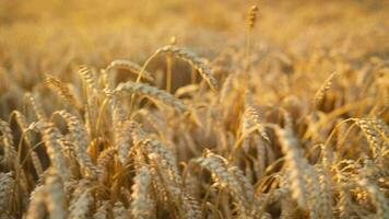 Female hand touches ripe ears of wheat at sunset video