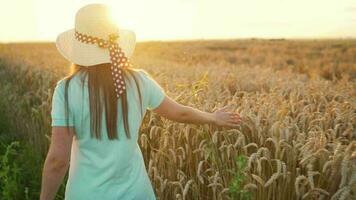 Woman in a hat and a blue dress walks along a wheat field and touches ripe spikelets of wheat with her hand in a sunset video