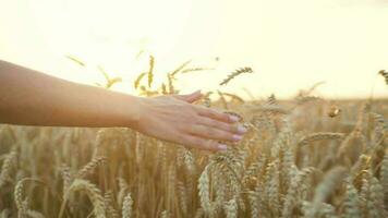 hembra mano toques maduro orejas de trigo a puesta de sol video