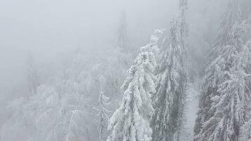 salire sopra il conifero foresta coperto con neve video