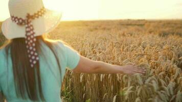 Woman in a hat and a blue dress walks along a wheat field and touches ripe spikelets of wheat with her hand in a sunset video