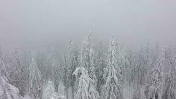 Rise above the coniferous forest covered with snow video