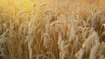 Female hand touches ripe ears of wheat at sunset video