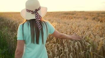 femme dans une chapeau et une bleu robe des promenades le long de une blé champ et touche mûr épillets de blé avec sa main dans une le coucher du soleil video