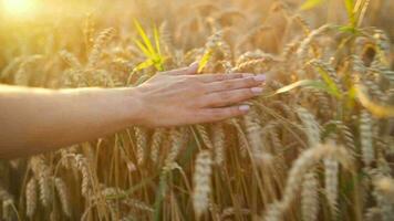 hembra mano toques maduro orejas de trigo a puesta de sol video