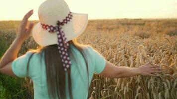 mujer en un sombrero y un azul vestir camina a lo largo un trigo campo y toques maduro espiguillas de trigo con su mano en un puesta de sol video