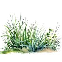 Watercolor green grass. Illustration photo