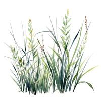 Watercolor green grass. Illustration photo