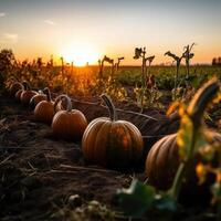 Group Of Pumpkins In Field At Sunset Illustration photo