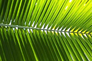 Tropical Palm Leaf photo