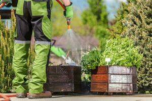 Watering Garden Herbs photo