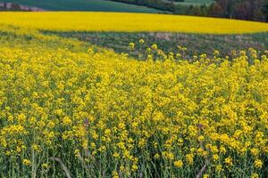 Blooming Yellow Rapeseed Field In Summer. photo