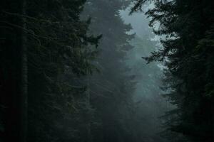 Dark Dramatic Redwood Woodland Landscape photo