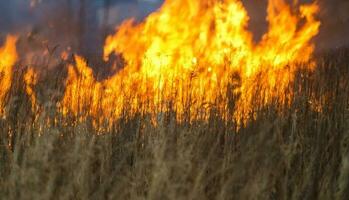 Wildfire in the Field photo