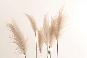 Minimalist background with pampas grass. Illustration photo