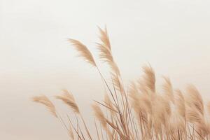 Minimalist background with pampas grass. Illustration photo