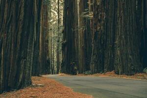 Redwood Woodland Road photo