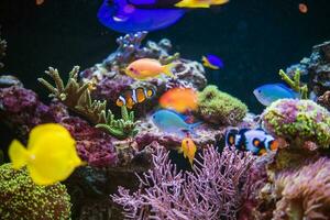 Reef and Tropical Fishes photo