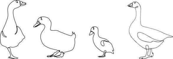 duck continuous line set illustration vector