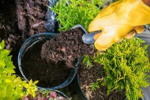 Gardener Filling Plant Pots with Potting Soil photo