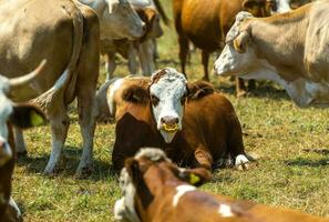 Cows Herd on a Farm Grass Field photo