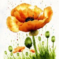 Summer concept. Beautiful watercolor Poppies. A radiant Poppies. Natures Beauty. photo