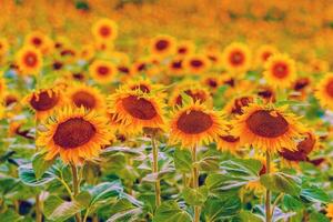 Sunflowers Field Close-up photo