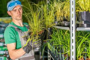 masculino trabajador media arriba plantas en estantería en invernadero. foto