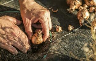 Spring Garden Planting Flower Bulbs photo