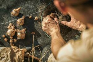 Farmer Planting Flower Bulbs Close Up photo