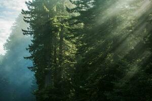 Scenic Morning Sunlight In the Redwood Forest photo