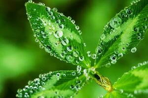 Morning Dew in Macro photo