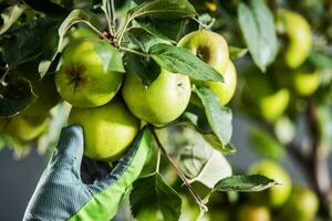 Apple Orchard Stacker Worker Checking on Fruits photo