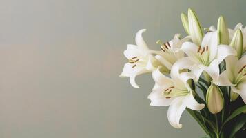 White Lillie flower. Illustration photo