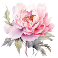 Watercolor beautiful peony flower. Illustration png