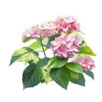 Hydrangea bush in blossom in flowerpot isolated Illustration png