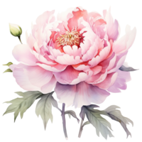 Watercolor beautiful peony flower. Illustration png