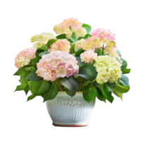 Hydrangea bush in blossom in flowerpot isolated Illustration png