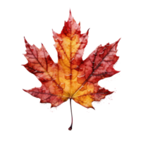 Autumn leaf isolated. Illustration png