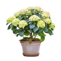 Hortensie Busch im blühen im Blumentopf isoliert Illustration ai generativ png