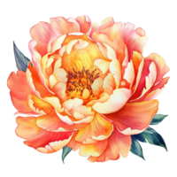 Watercolor beautiful peony flower. Illustration png