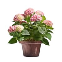 Hortensie Busch im blühen im Blumentopf isoliert Illustration ai generativ png