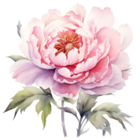 Watercolor beautiful peony flower. Illustration png