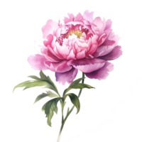 Watercolor beautiful peony flower. Illustration png