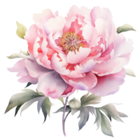 Watercolor beautiful peony flower. Illustration png