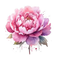 Watercolor beautiful peony flower. Illustration png
